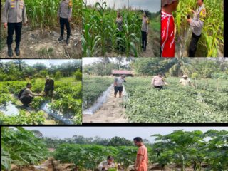 Dukung program Asta cita Priseden RI Polsek Rengat Barat Monitoring Kelahan Pekarangan tanaman jagung pilil
