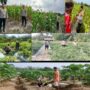 Dukung program Asta cita Priseden RI Polsek Rengat Barat Monitoring Kelahan Pekarangan tanaman jagung pilil