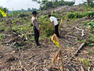 Polsek Kuindra Pantau Perkembangan Tanaman Jagung Ketahanan Pangan Program Asta Cita di Kelurahan Sapat