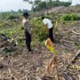 Polsek Kuindra Pantau Perkembangan Tanaman Jagung Ketahanan Pangan Program Asta Cita di Kelurahan Sapat