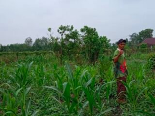 Polsek Kuindra Pantau Perkembangan Tanaman Jagung Ketahanan Pangan di Desa Tanjung Melayu