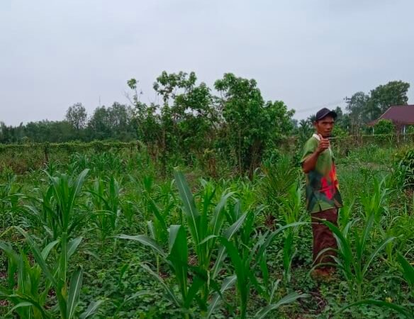 Polsek Kuindra Pantau Perkembangan Tanaman Jagung Ketahanan Pangan di Desa Tanjung Melayu
