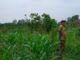 Polsek Kuindra Pantau Perkembangan Tanaman Jagung Ketahanan Pangan di Desa Tanjung Melayu