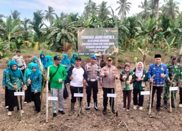 Dukung Swasembada Pangan, Desa Pekan Kamis Gelar Penanaman Jagung Kuartal II