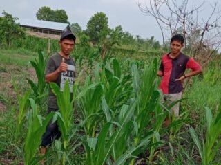 Polsek Kuindra Pantau Progres Tanaman Jagung Program Asta Cita Ketahanan Pangan di Desa Tanjung Melayu