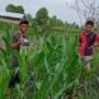 Polsek Kuindra Pantau Progres Tanaman Jagung Program Asta Cita Ketahanan Pangan di Desa Tanjung Melayu