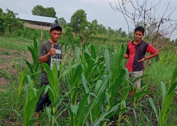 Polsek Kuindra Pantau Progres Tanaman Jagung Program Asta Cita Ketahanan Pangan di Desa Tanjung Melayu
