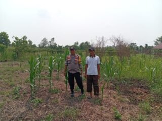 Dukung Ketahanan Pangan Asta Cita, Polsek Kuindra Pantau Perkembangan Lahan Jagung di Desa Tanjung Melayu