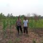 Dukung Ketahanan Pangan Asta Cita, Polsek Kuindra Pantau Perkembangan Lahan Jagung di Desa Tanjung Melayu