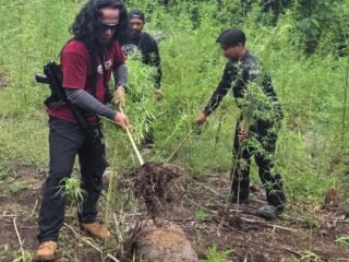 Deninteldam IM Temukan dan Musnahkan Ladang Ganja Seluas 1,5 Hektare di Aceh Besar