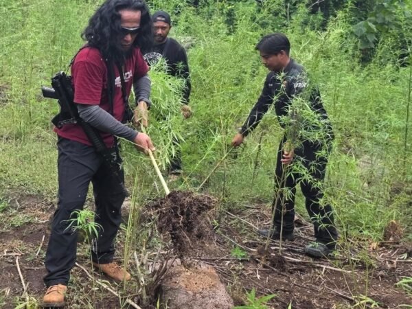 Deninteldam IM Temukan dan Musnahkan Ladang Ganja Seluas 1,5 Hektare di Aceh Besar