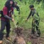 Deninteldam IM Temukan dan Musnahkan Ladang Ganja Seluas 1,5 Hektare di Aceh Besar