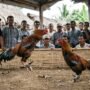 Diduga Dibekengi Oknum Aparat, Praktik Judi Sabung Ayam Pisau Marak di Desa Petalongan
