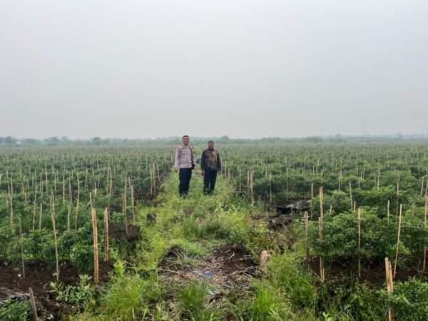 Dampingi Petani Cabai, Polsek Kuala Cenaku Dukung Program Ketahanan Pangan