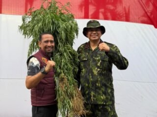 Polda Aceh Berhasil Musnahkan 18 Hektare Ladang Ganja di Aceh Utara