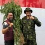 Polda Aceh Berhasil Musnahkan 18 Hektare Ladang Ganja di Aceh Utara